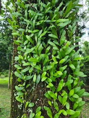 Lemmaphyllum microphyllum