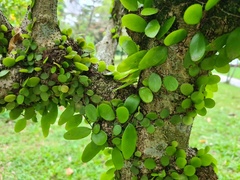 Lemmaphyllum microphyllum