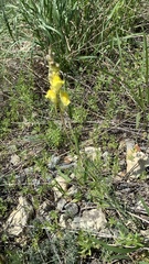 Linaria macroura