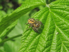Carrhotus xanthogramma