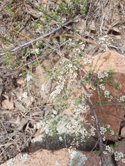 Spiraea aquilegifolia
