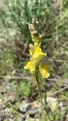 Linaria macroura