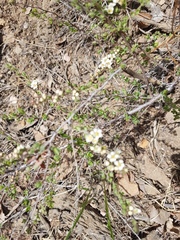 Spiraea aquilegifolia