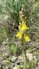 Linaria macroura