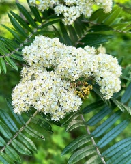 Sorbus scalaris