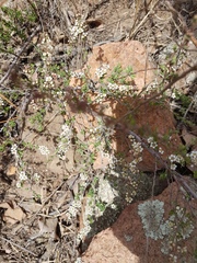 Spiraea aquilegifolia