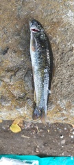 Garra