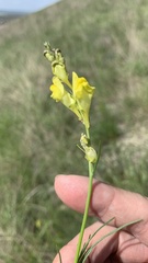 Linaria macroura