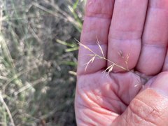 Aristida calycina