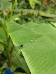 Onychargia