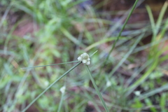Cyperus albescens