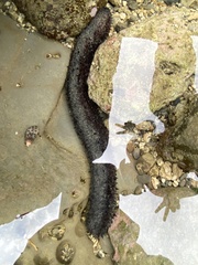 Holothuria leucospilota