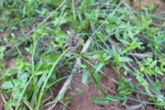 Floscopa glomerata