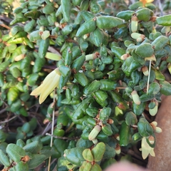 Correa reflexa reflexa