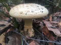 Amanita ochrophylloides