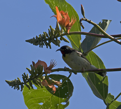 Myzomela jugularis