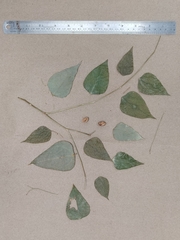 Erythropalum scandens