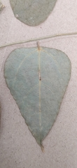 Erythropalum scandens