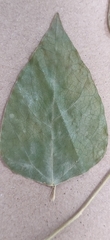 Erythropalum scandens