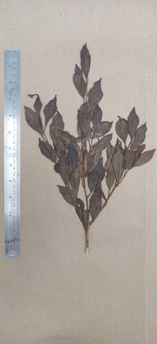 Gomphandra coriacea (Gomphandra coriacea)