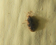 Monosteira unicostata