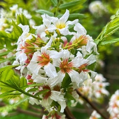 Xanthoceras sorbifolium