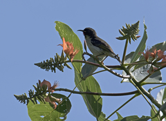 Myzomela jugularis