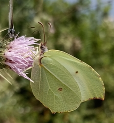 Gonepteryx nepalensis