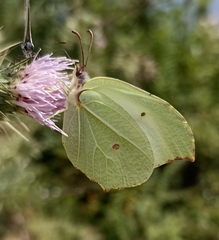 Gonepteryx nepalensis