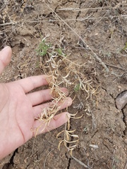 Potentilla verticillaris