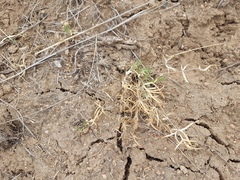 Potentilla verticillaris
