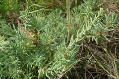 Suaeda caespitosa