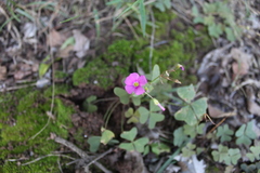 Oxalis semiloba