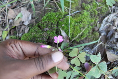 Oxalis semiloba