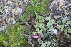 Oxalis semiloba