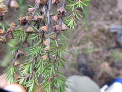 Kunzea linearis x k robusta