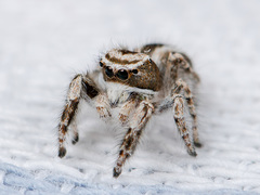 Pseudomogrus validus