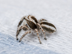 Pseudomogrus validus