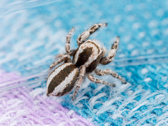 Pseudomogrus validus