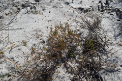 Adenogramma rigida