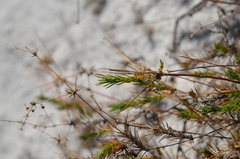 Adenogramma rigida