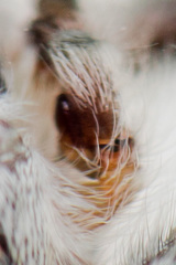 Pseudomogrus validus