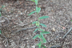 Polygala sphenoptera