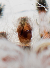 Pseudomogrus validus