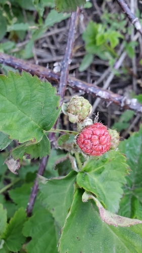 iNaturalist observation photo of brambles