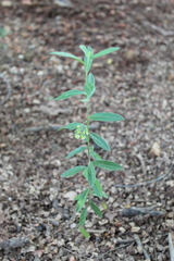 Polygala sphenoptera