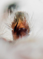 Pseudomogrus validus