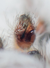 Pseudomogrus validus