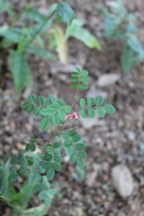 Indigofera adenoides