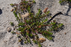 Laurembergia repens